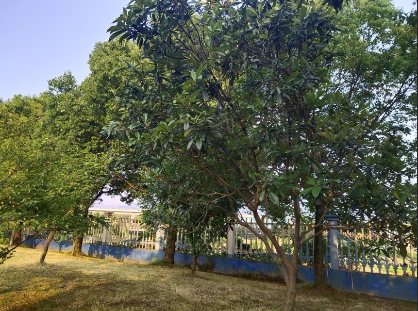 【文韻三星】枇杷滿枝時 品味奮斗的回甘